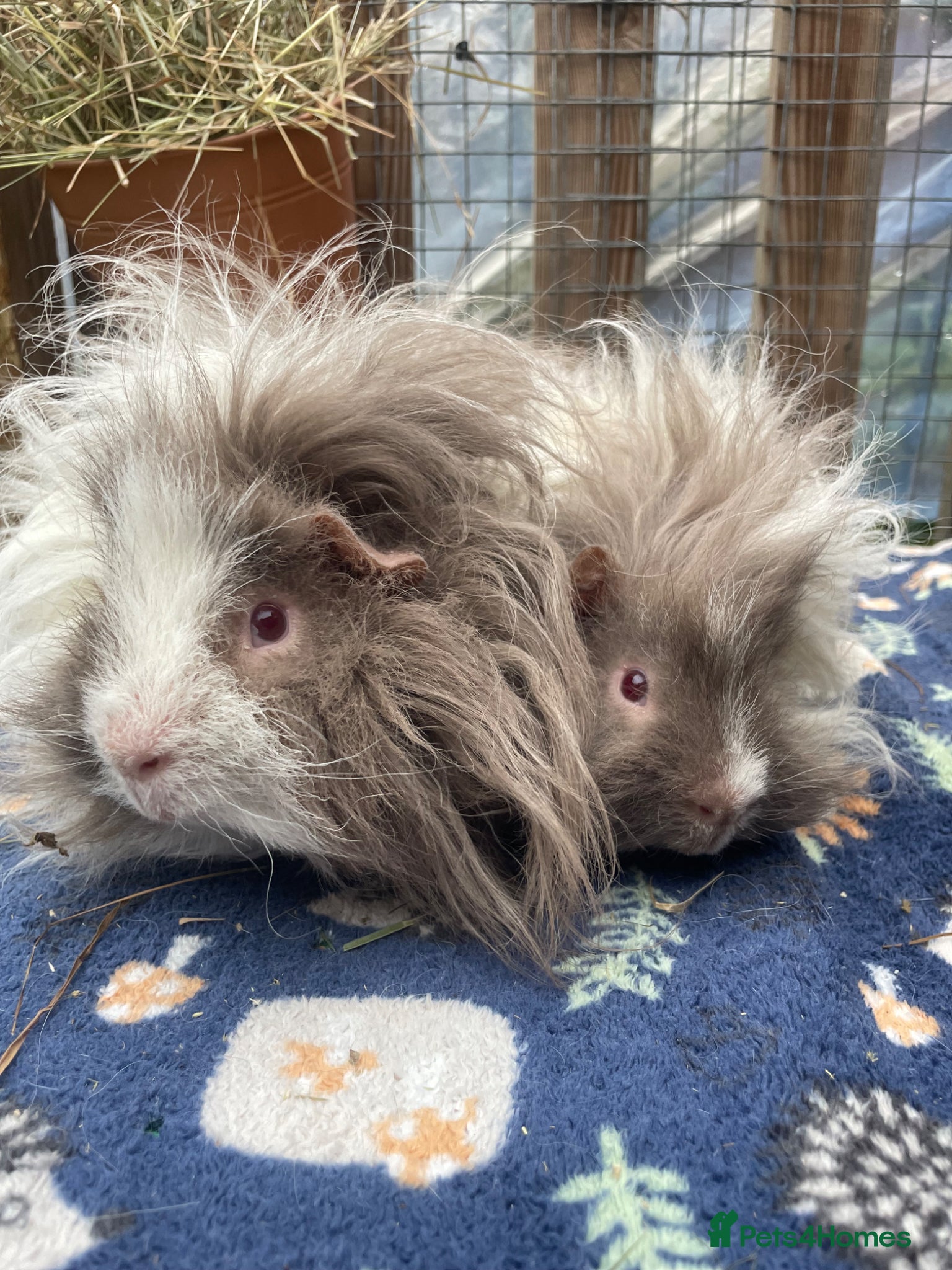 Guinea Pig rodents Adorable Lunkarya Guinea Pigs  - Advert 1