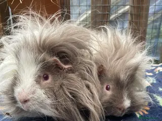 Guinea Pig rodents for sale: Adorable Lunkarya Guinea Pigs - Advert 2