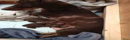 Miniature Dachshund dogs for sale: Two chocolate males in St Albans - Advert 3
