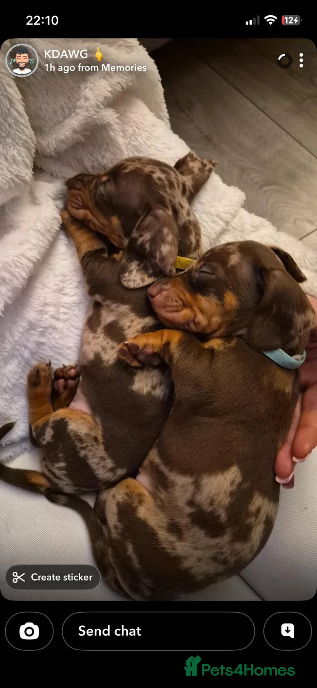 Dachshund dogs for sale: 2 male pups left  - Advert 2