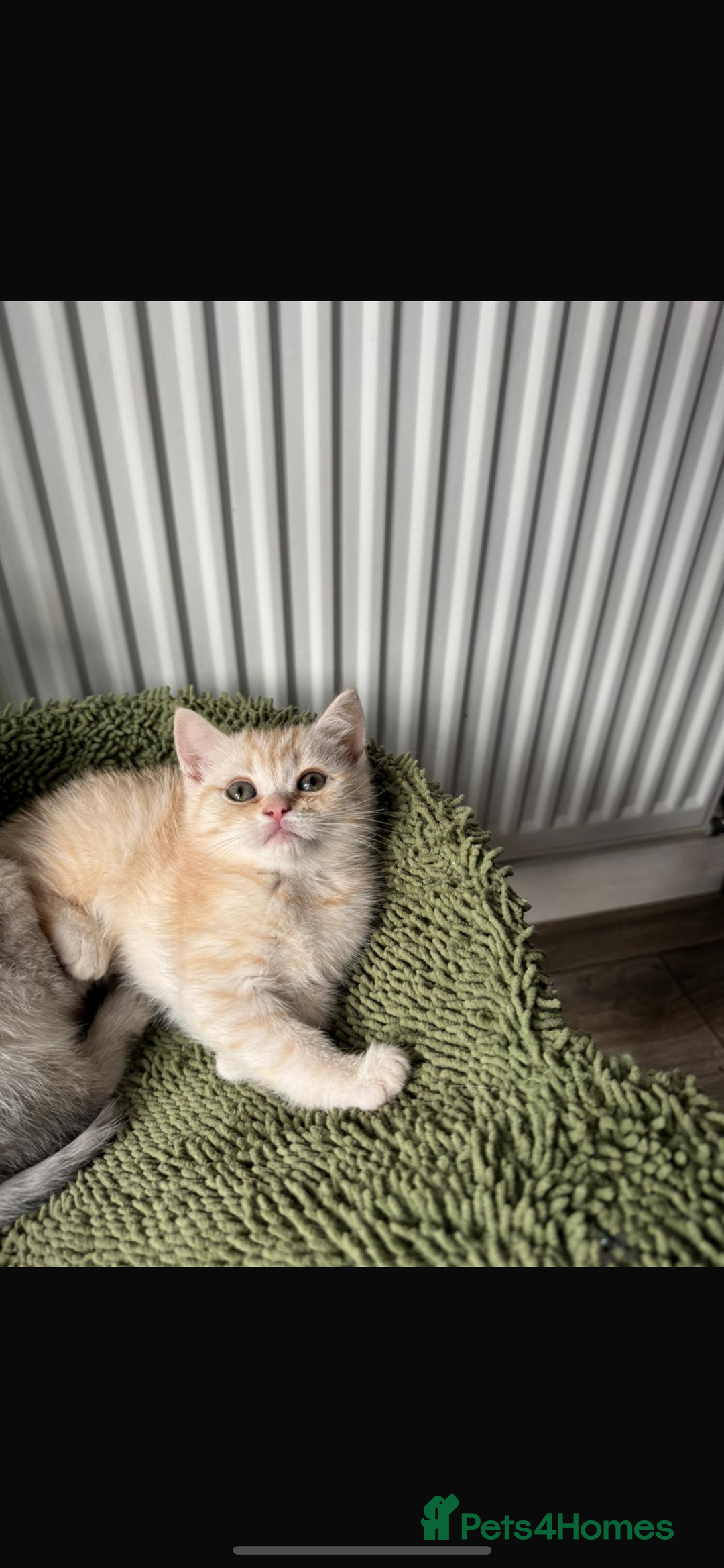 British Shorthair cats for sale: Last Chunky Golden Boy  ❤️ - Image 9