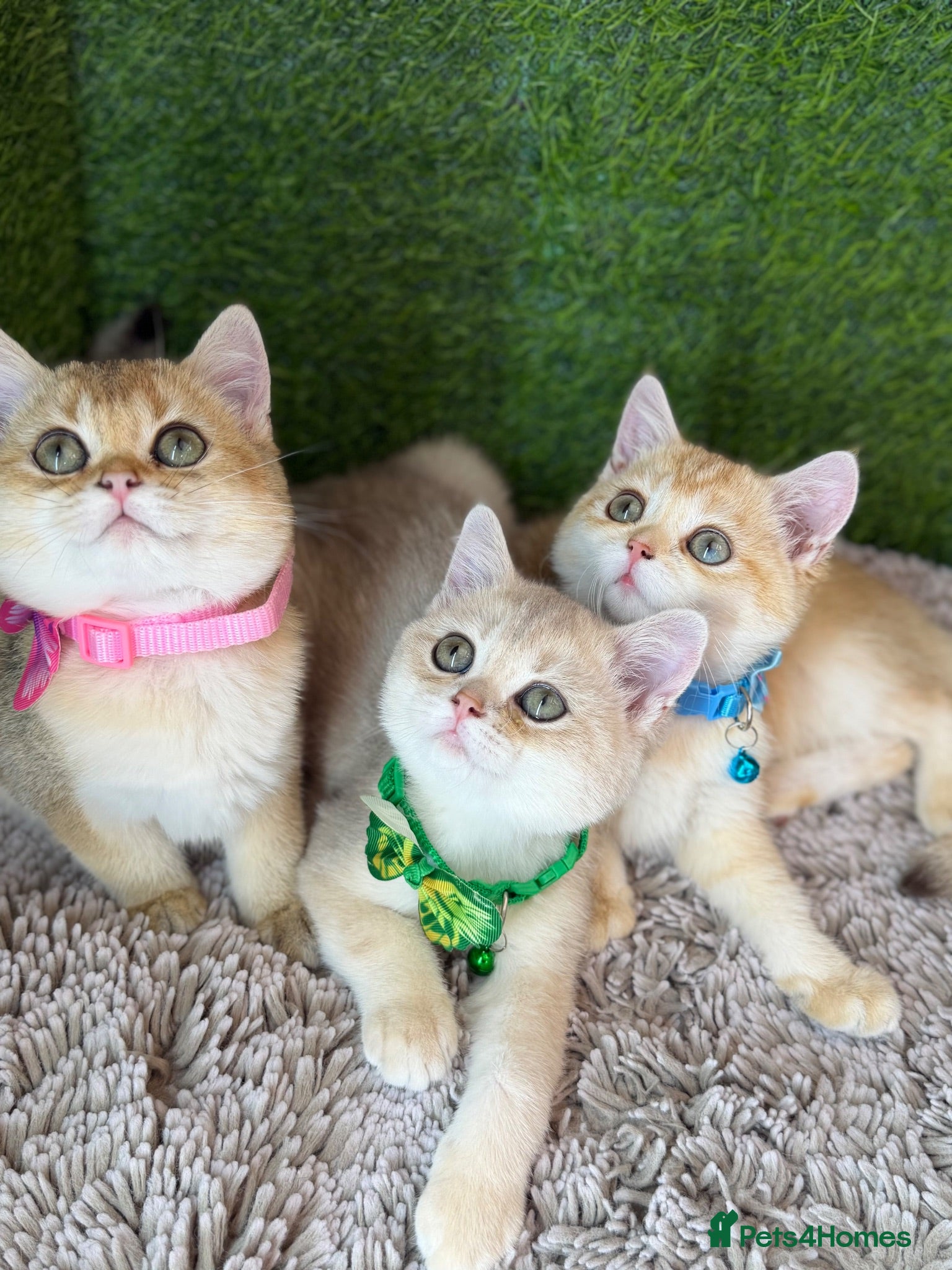 British Shorthair cats Unique British shorthair golden kittens GCCF - Advert 2