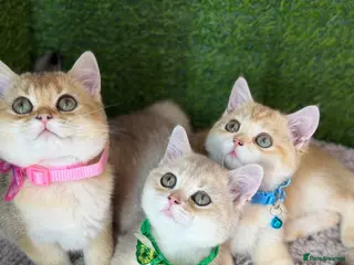 British Shorthair cats Unique British shorthair golden kittens GCCF - Advert 1