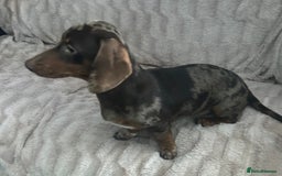 Miniature Dachshund dogs for sale: Gorgeous adorable lil boy 6 months old - Advert 4