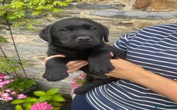Labrador Retriever dogs for sale: Drakeshead Labrador Puppies in Wadebridge - Image 2