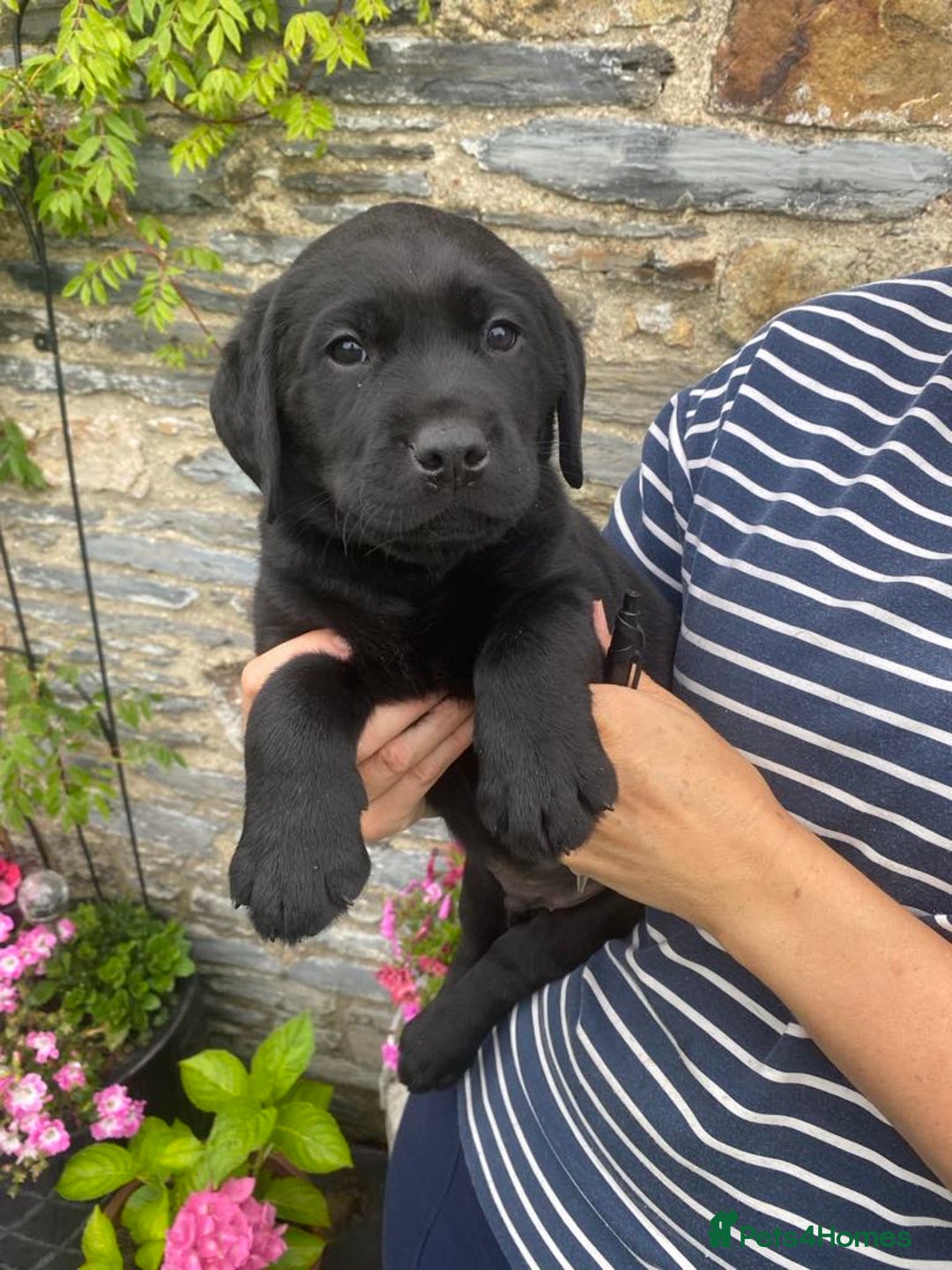Labrador Retriever dogs for sale: Drakeshead Labrador Puppies in Wadebridge - Image 2