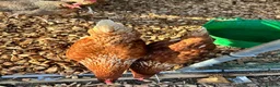 Chickens poultry for sale: 5 hybrid hens for sale  - Advert 8