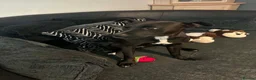 Mixed Breed dogs for sale: Staffie cross patterdale- IVY in Middlesbrough - Advert 3
