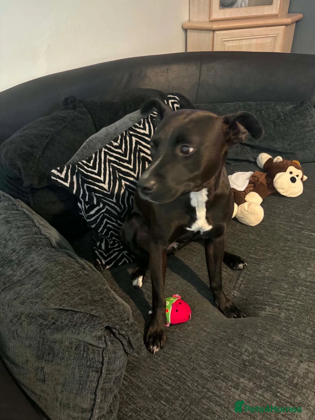 Mixed Breed dogs for sale: Staffie cross patterdale- IVY in Middlesbrough - Advert 3