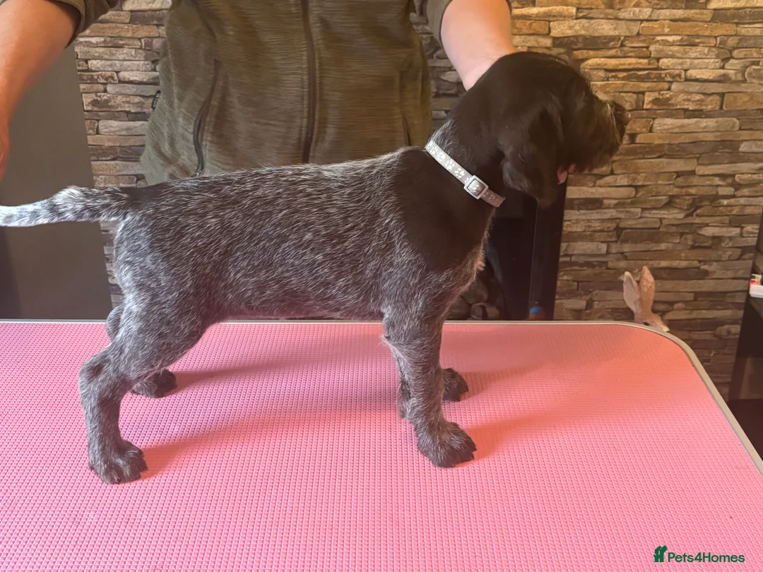 German Wirehaired Pointer dogs for sale: Ready to go to their new homes - Advert 12