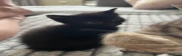 Bengal cats for sale: Beautiful Bengal cross Kittens for sale - Advert 9