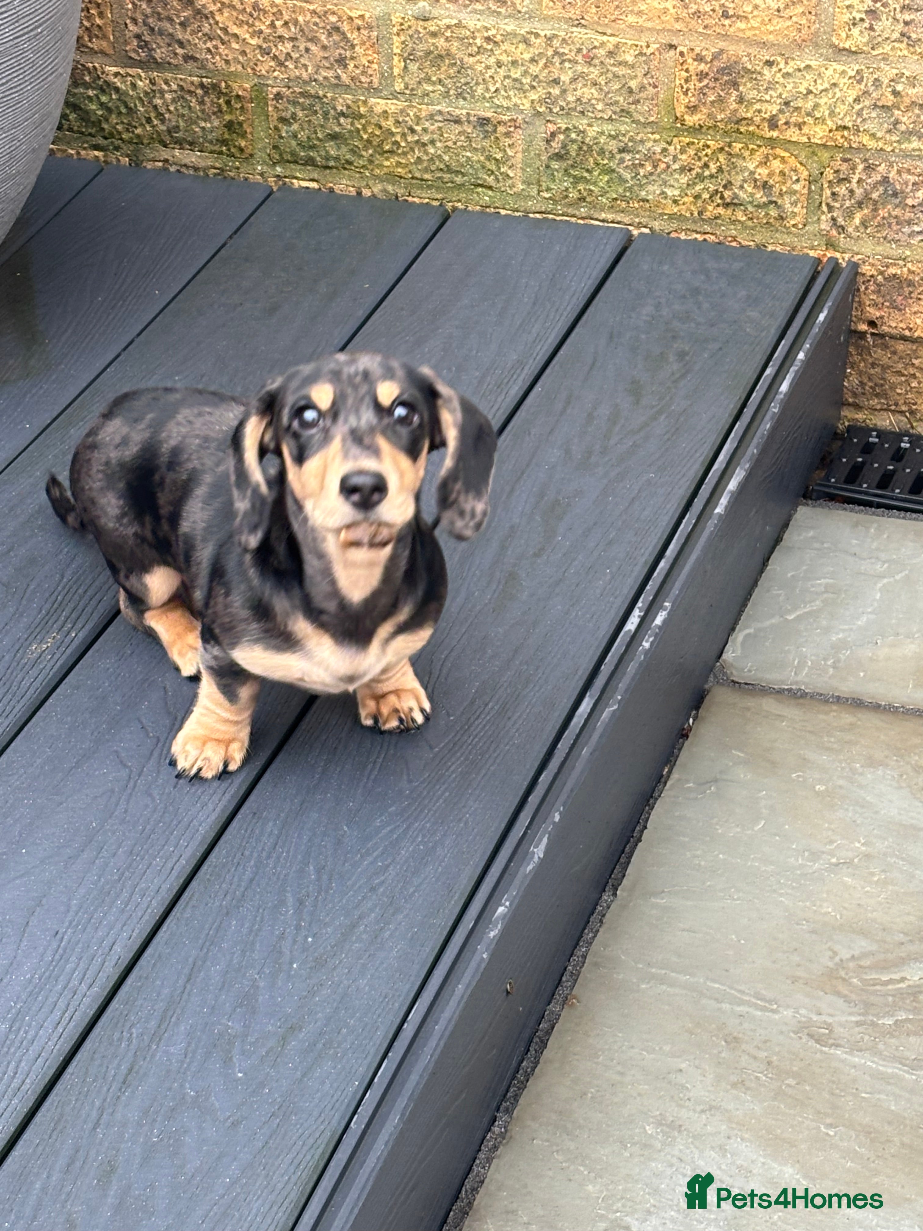 Miniature Dachshund dogs KC Registered Miniature dachshund  - Advert 15