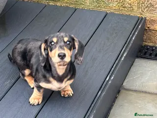 Miniature Dachshund dogs KC Registered Miniature dachshund - Advert 4