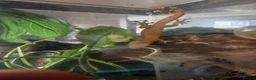 Tarantulas invertebrates for sale: tarantulas, Scorpions, Geckos,bugs and snails. - Advert 10