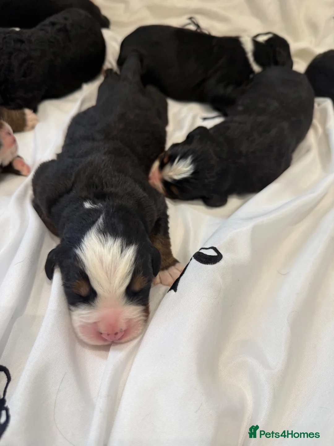 Bernedoodle dogs for sale: Beautiful Tri colour bernedoodle puppies  - Advert 2