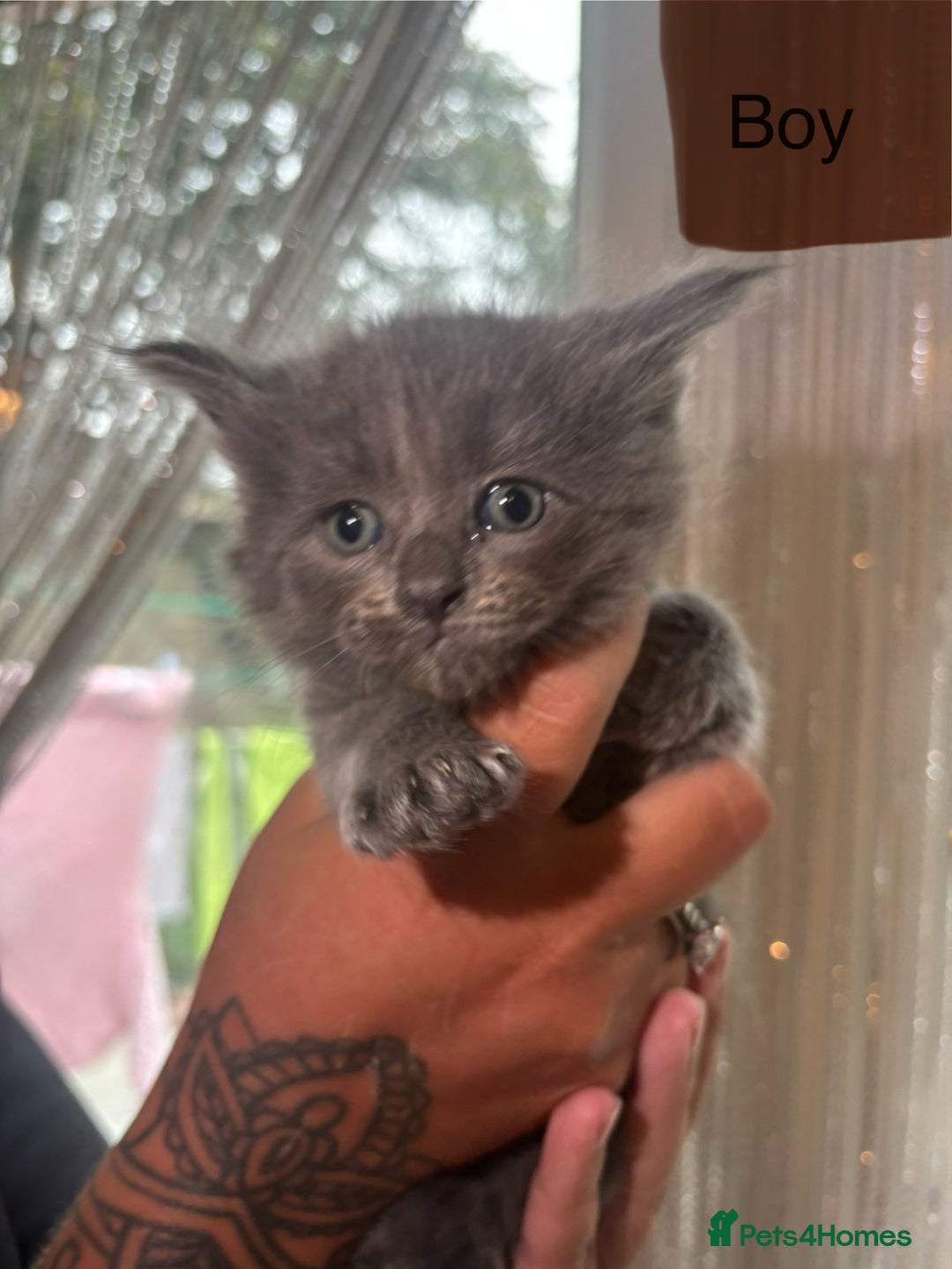 Ragdoll cats for sale: Half Ragdoll / maincoon kittens for sale  - Image 11