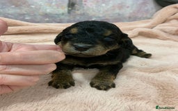 Cockapoo dogs for sale: F1 & F1b puppies. Health tested.  - Image 13