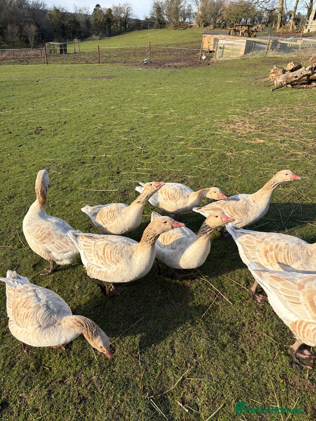 Geese poultry for sale: Brecon Buff Geese - Advert 3