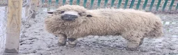 Sheep livestock for sale: Wether blacknose sheep - Advert 1