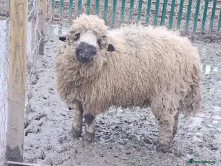 Sheep livestock Wether blacknose sheep - Advert 1