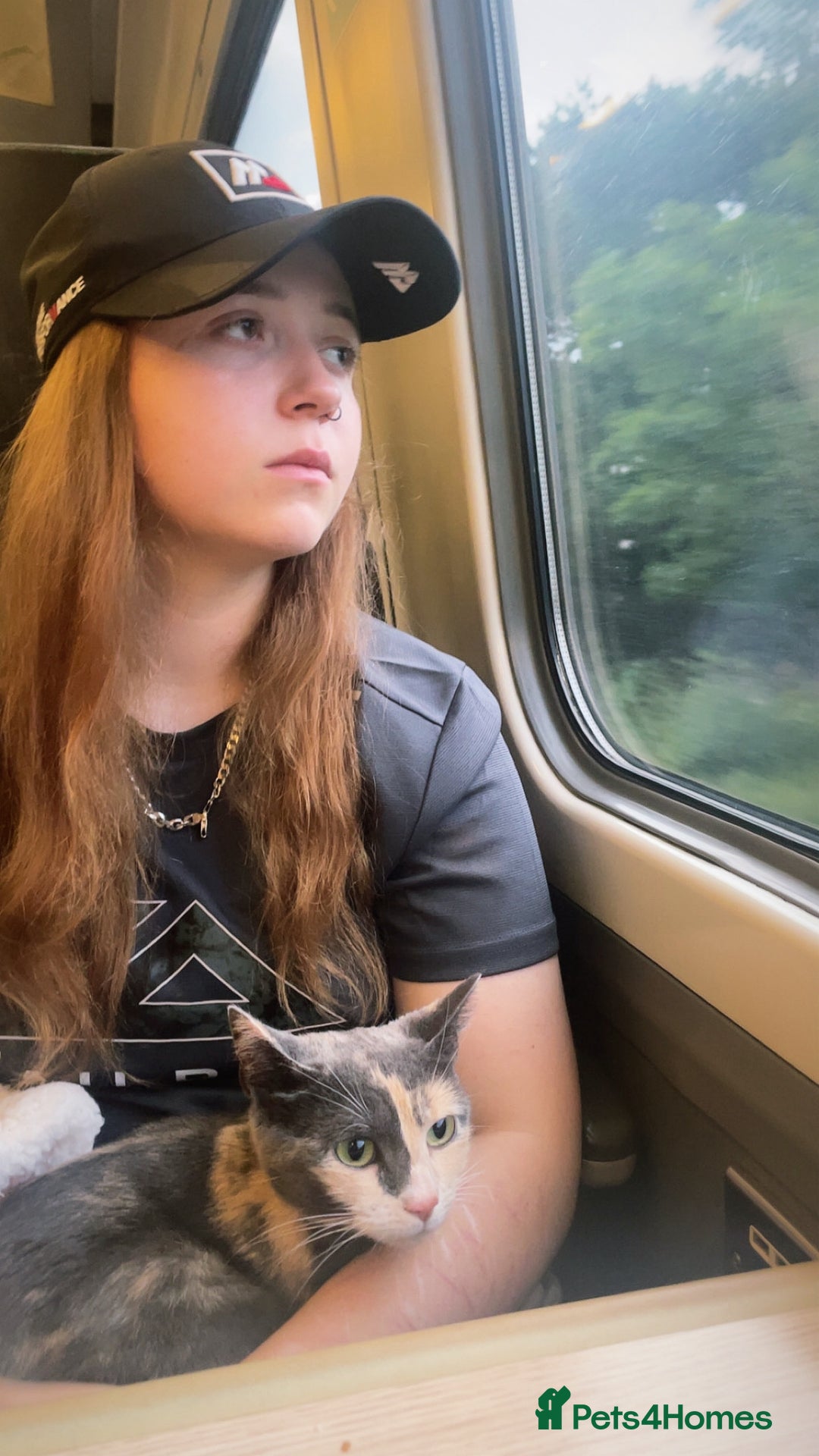 Domestic Shorthair cats for sale: Ani Female calico domesticated shorthair - Advert 5