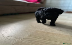 Miniature Poodle dogs for sale: Beautiful miniature poodles  - Advert 9