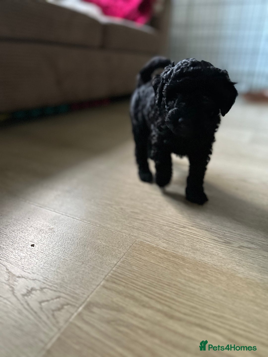 Miniature Poodle dogs for sale: Beautiful miniature poodles  - Advert 9