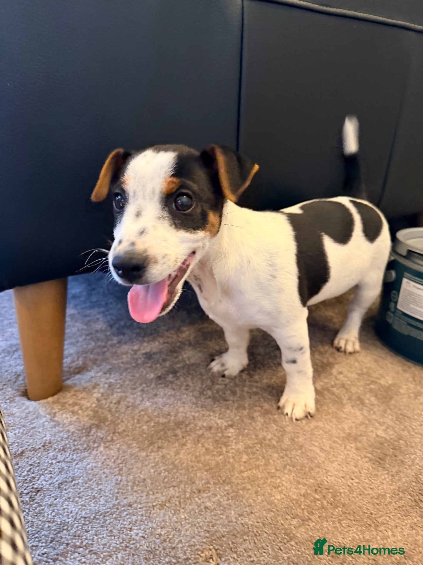 Jack Russell dogs 1 male jack russell puppy left  - Advert 1