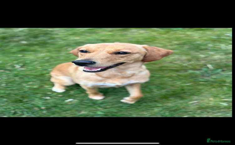 Goldador dogs - Advert 1