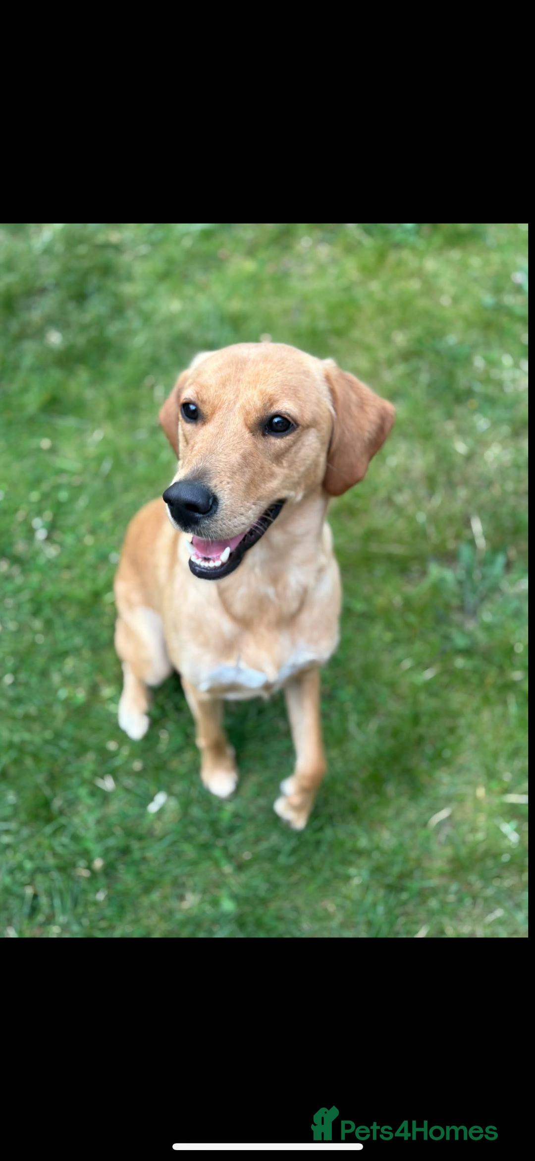 Goldador dogs for sale: Honey goldadour  - Image 1