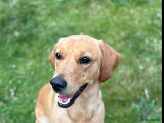 Goldador dogs for sale - Advert 1