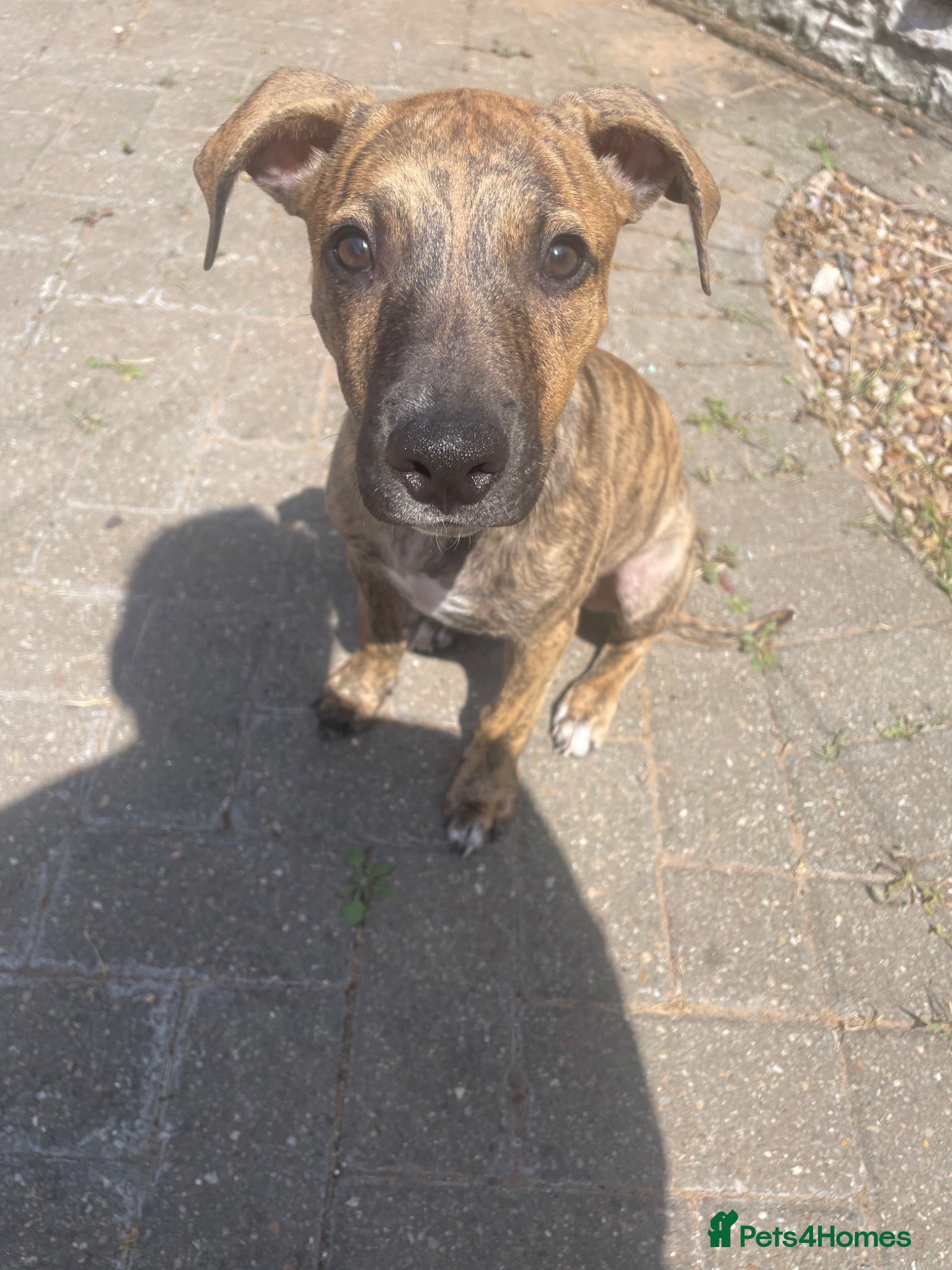 Mixed Breed dogs Bull whipit - Advert 7