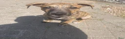 Mixed Breed dogs for sale: Bull whipit in Liverpool - Advert 1