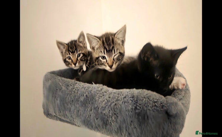 Mixed Breed cats - Advert 2