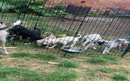 Lurcher dogs for sale: White Lurchers  - Image 8