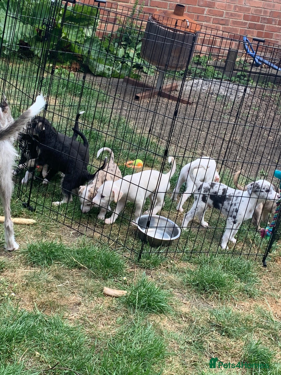 Lurcher dogs for sale: White Lurchers  - Image 8