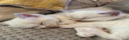 Ragdoll cats for sale: GCCF Registered Ragdoll Kittens - Advert 16