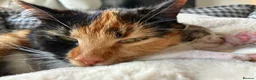 Mixed Breed cats for sale: Two female kittens (can be sold separately) in Salisbury - Advert 4