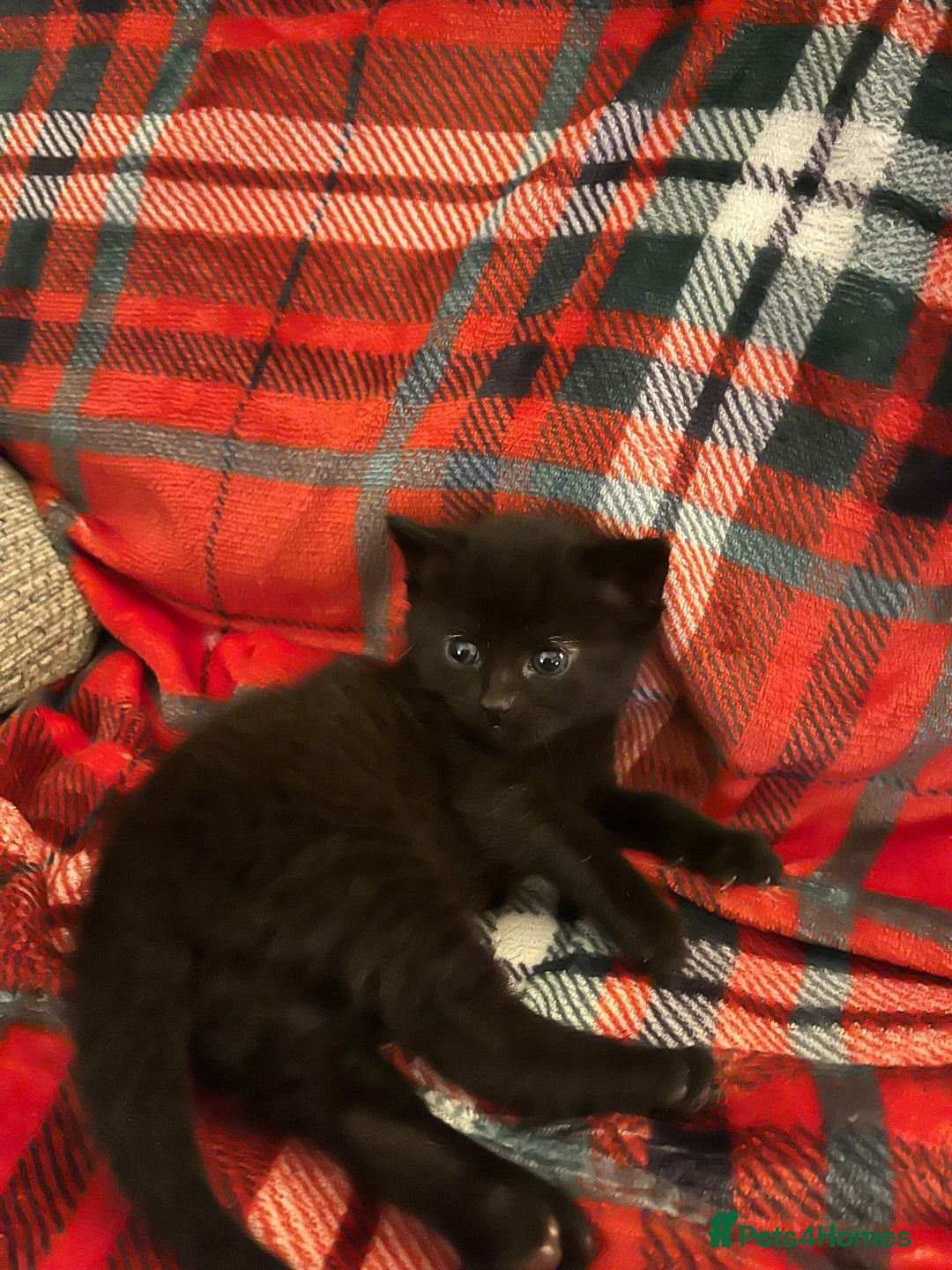 Mixed Breed cats for sale: Mixed breed kittens - Advert 7