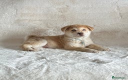 Chow Chow dogs for sale: Exotic colour chowsky puppies for sale  - Image 14