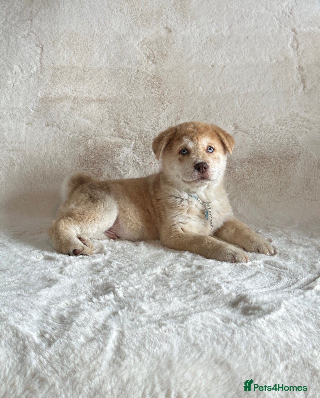Chow Chow dogs for sale: Exotic colour chowsky puppies for sale  - Image 14