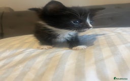 Mixed Breed cats for sale: Tabby kittens - Image 2