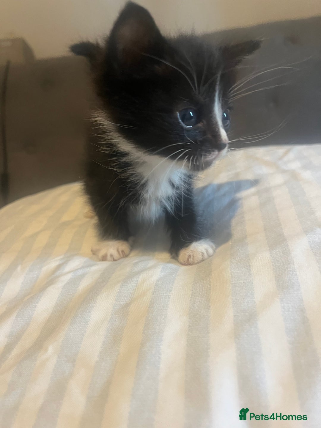 Mixed Breed cats for sale: Tabby kittens - Image 2