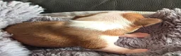 Boston Terrier dogs for sale: Ready now Stunning KC Boston Terrier puppies - Advert 37