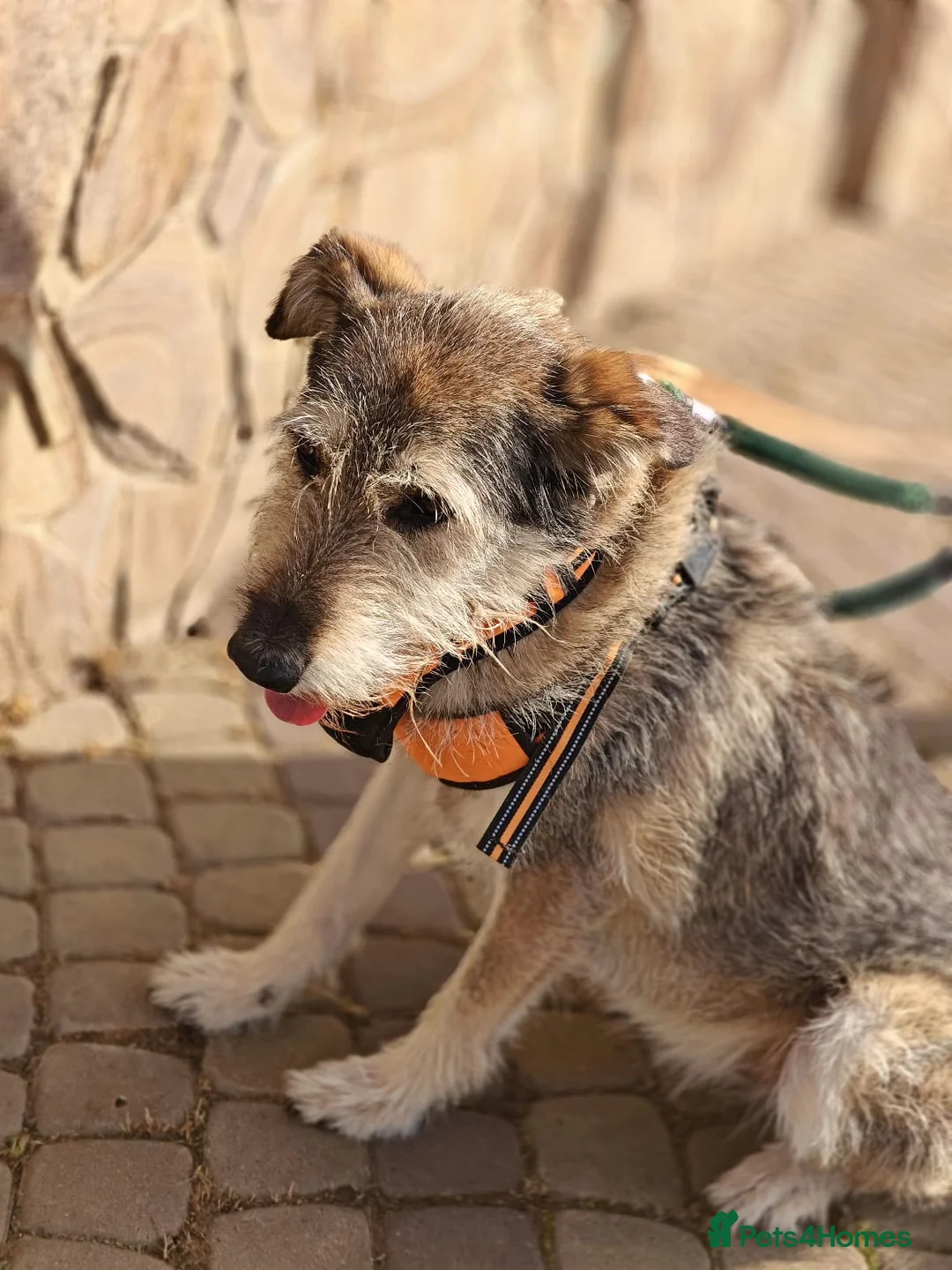 Mixed Breed dogs for adoption: ❤️OXY❤️Large• Scruffy •Gentle • Playful • Loving - Advert 14