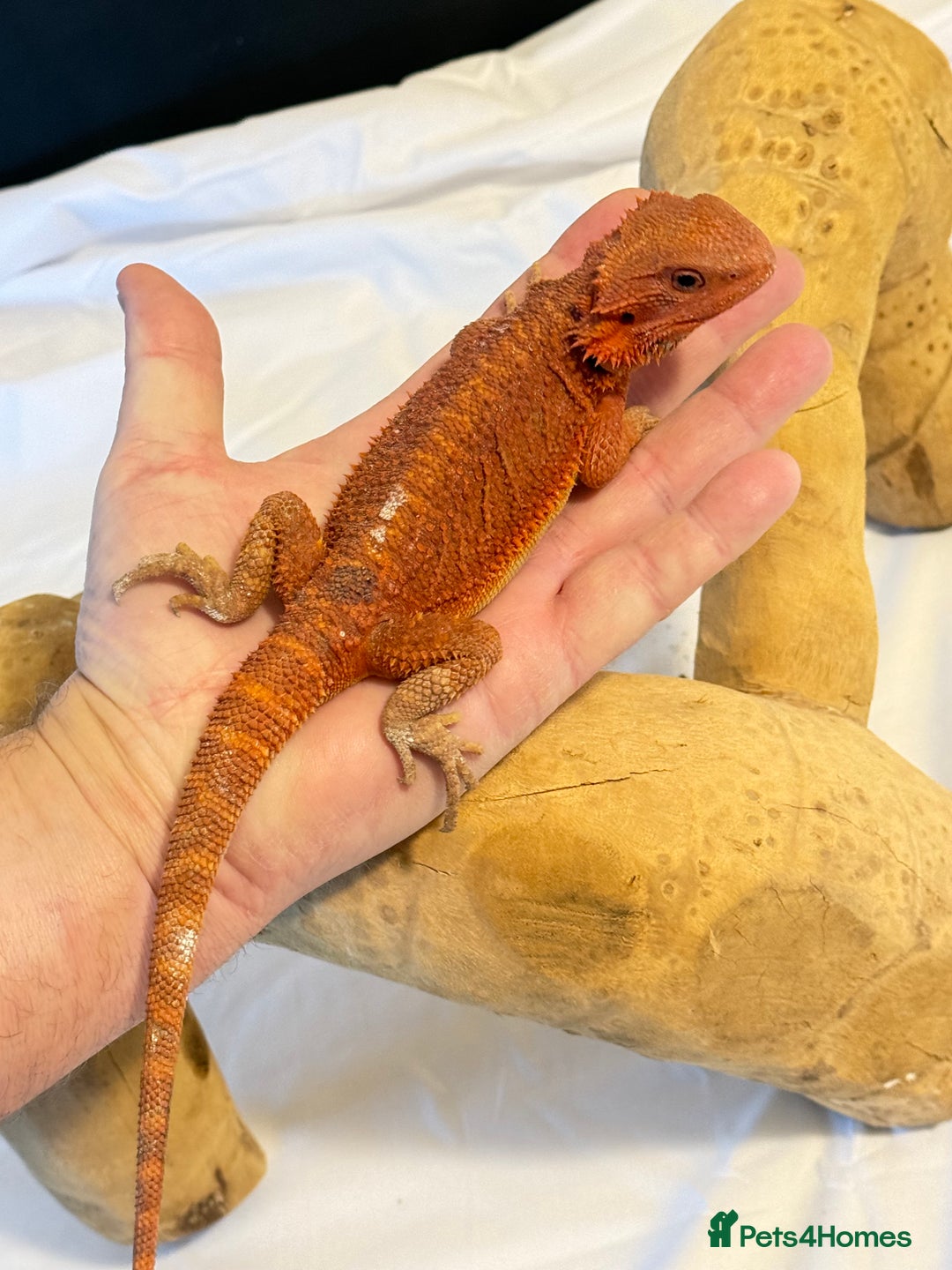 Bearded Dragon reptiles for sale: Bearded Dragon. Red Monster line - Advert 11