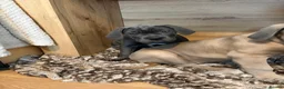 Cane Corso dogs for sale: Cane corso pups  - Advert 17