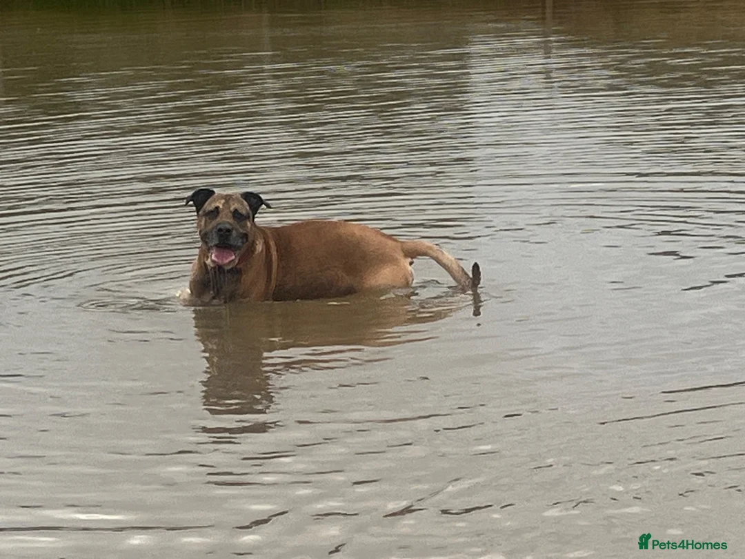 Mixed Breed dogs for stud: Ridgeback  ** tiff in Prenton - Advert 1