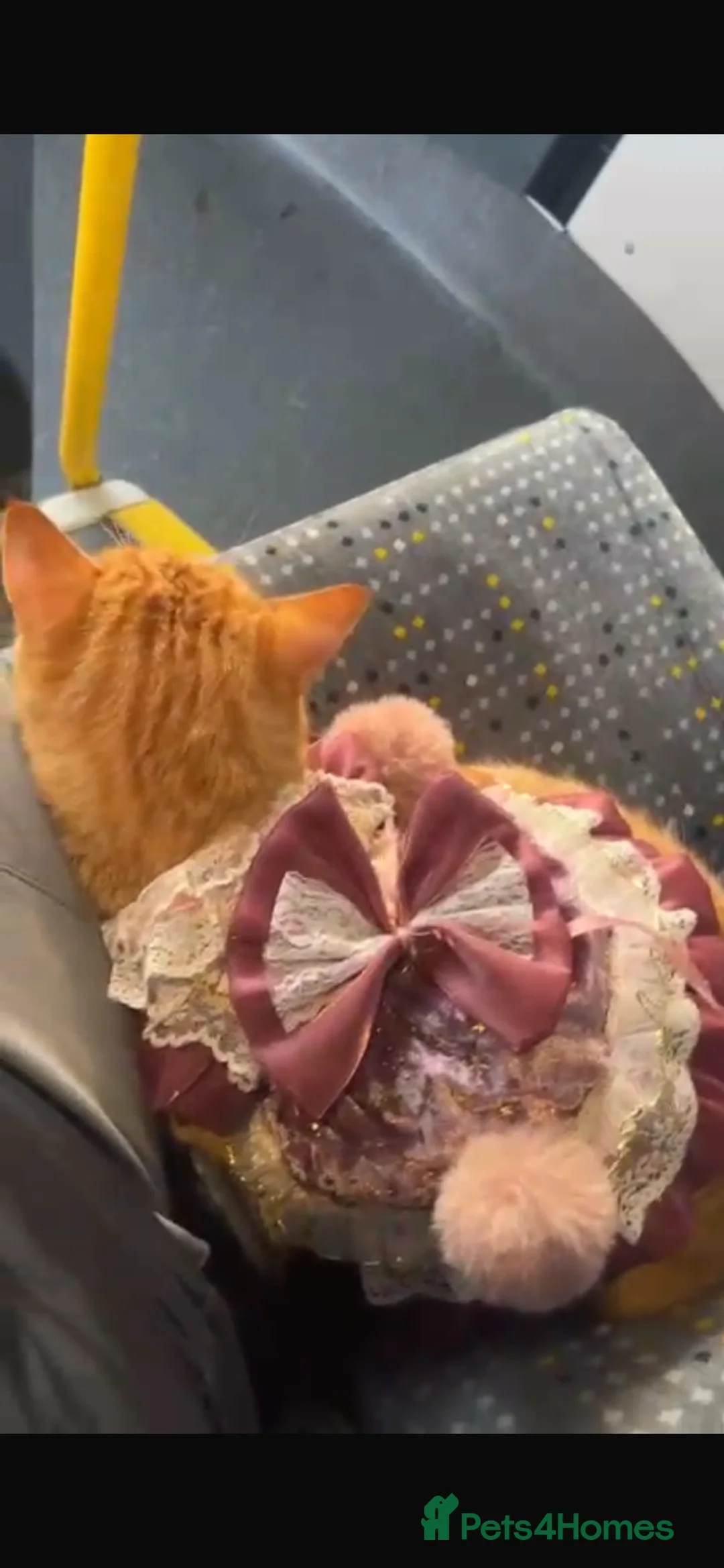 Domestic Shorthair cats for sale: 11 month old cat ginger cat  - Advert 2