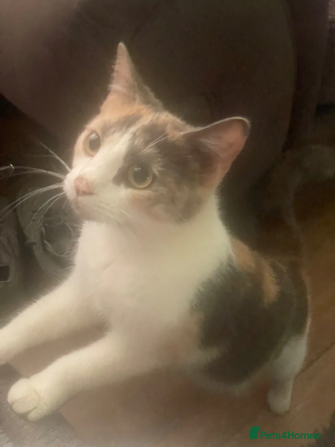 Mixed Breed cats for sale: Beautiful kittens  - Advert 7